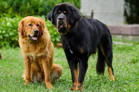 newfoundland dogs